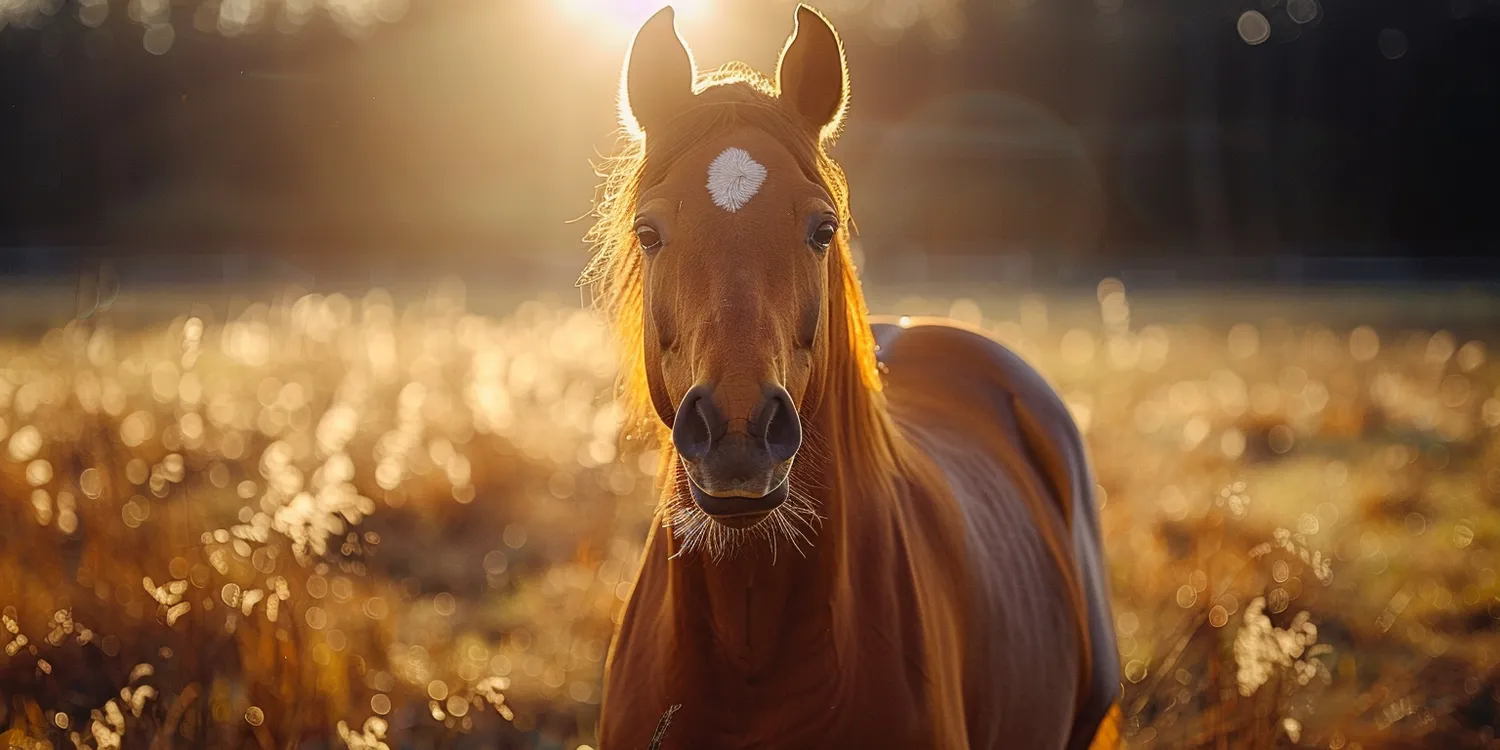 Kremacja zwierzęcia - czy to dobry pomysł?